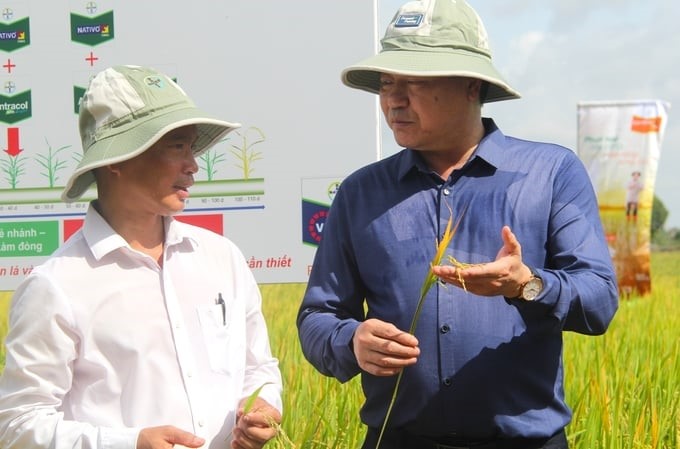 Mô hình Forward Farming giúp trồng lúa giảm 1,5 - 4 triệu đồng/ha