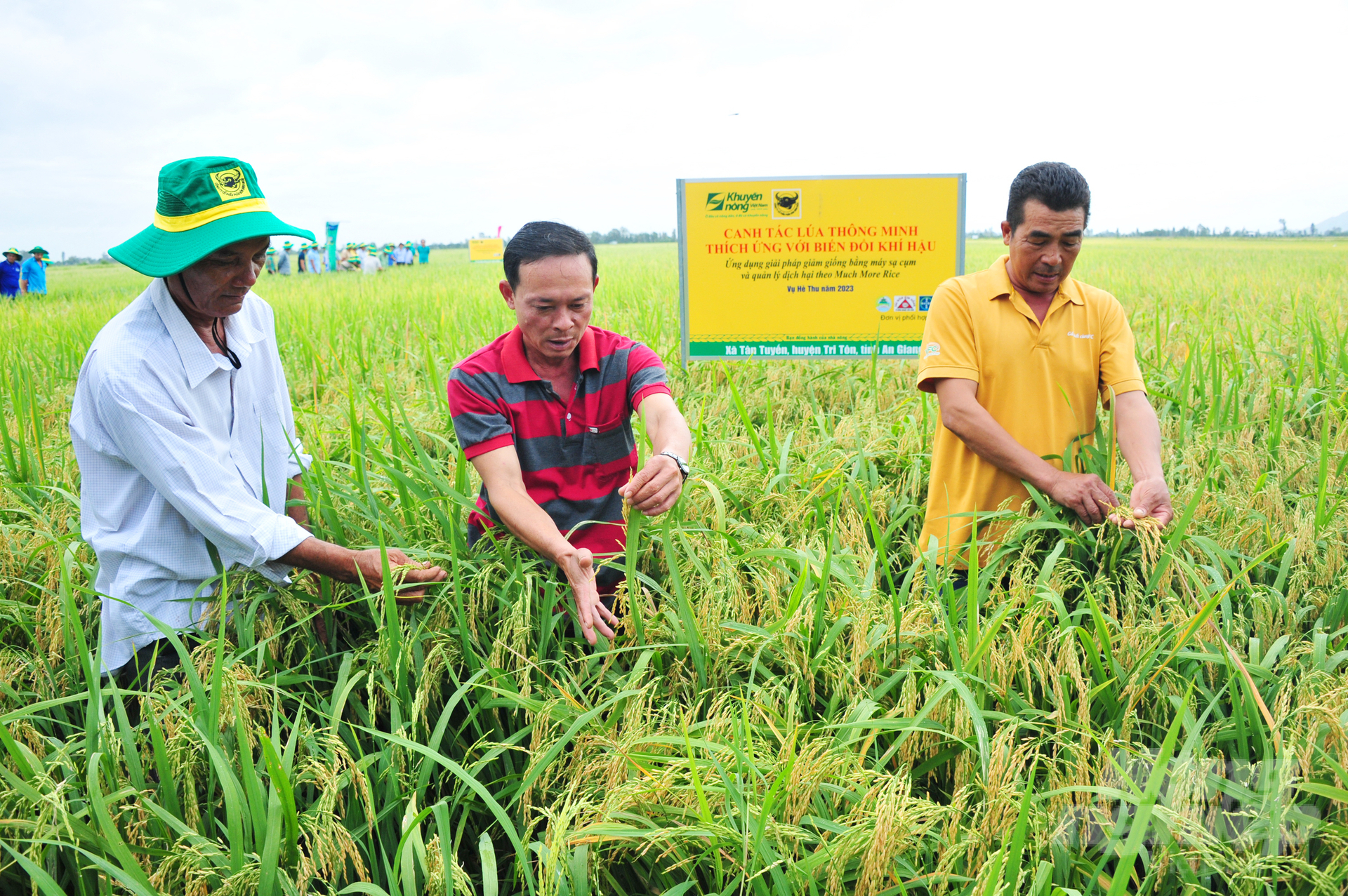 Three companies jointly build a smart rice farming 'super model'